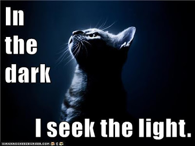 cat looks into light