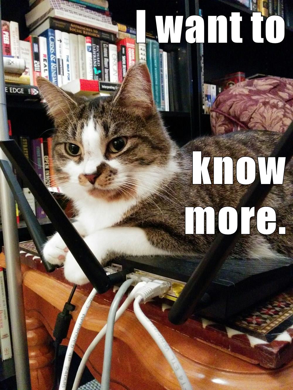 cat on modem