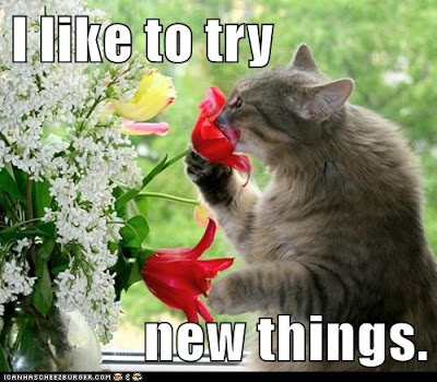 cat sniffs flower