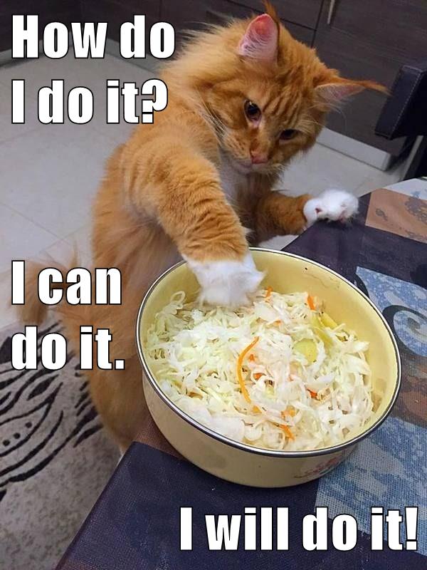 cat reaches in bowl