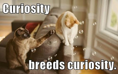 cats watch bubbles