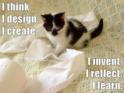 kitten with toilet paper