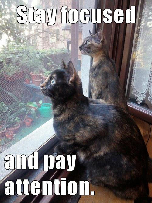 cats stare out window