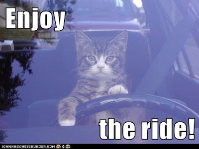 cat on steering wheel of car
