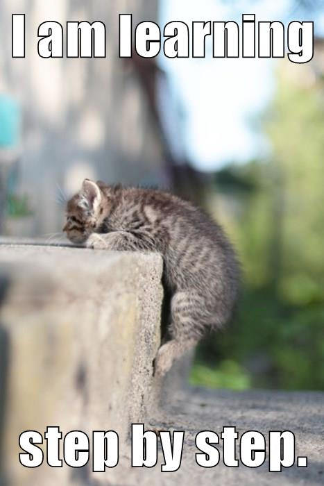 kitten climbs step