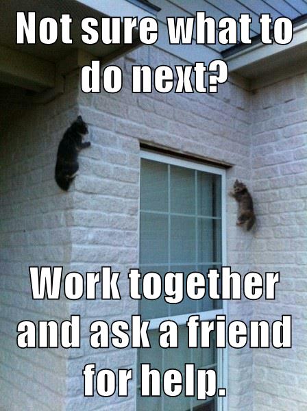 cats climbing a wall