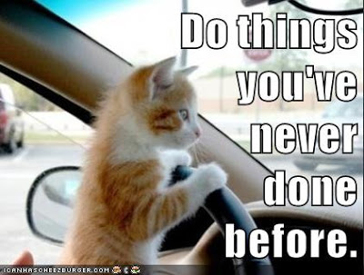 cat at steering wheel of car
