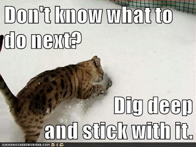 cat digs in snow