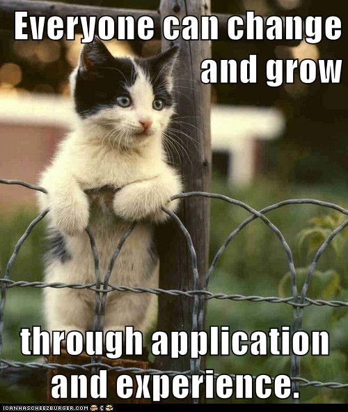 kitten watches over fence