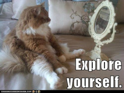 cat looks in mirror