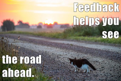 cat walks down road