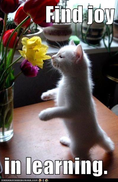 cat sniffs flower