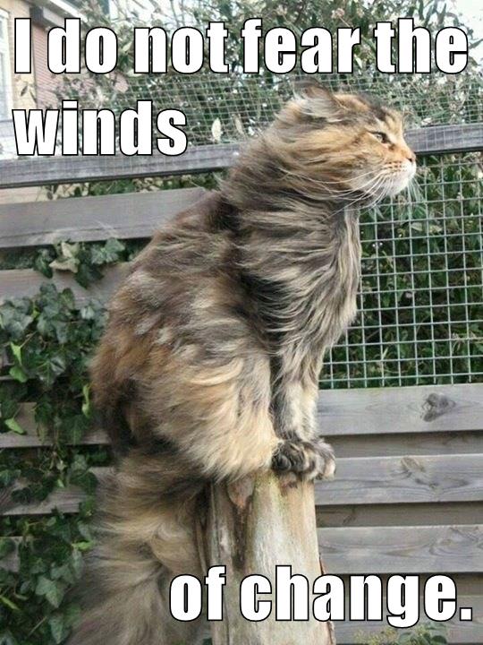 cat with fur blowing in wind