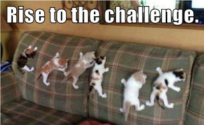 kittens climb sofa