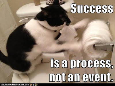 cat spins toilet paper
