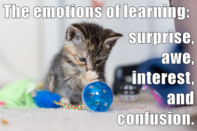 kitten studies toy