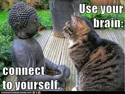 cat stares at statue of Buddha