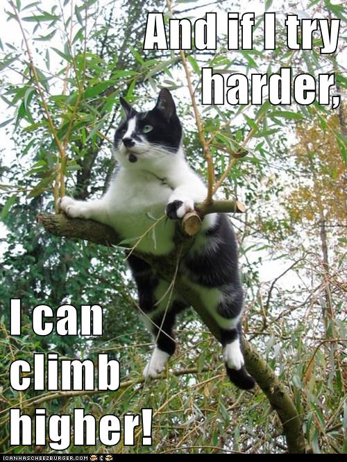 cat climbs tree