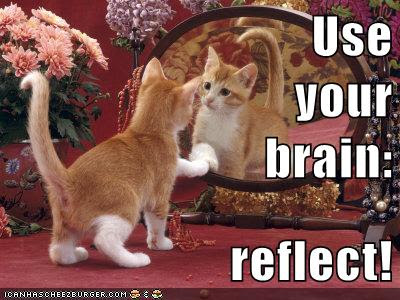 cat looks in mirror