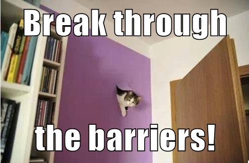 cat breaks through hole in wall