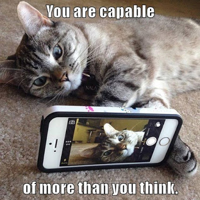 cat holds smartphone