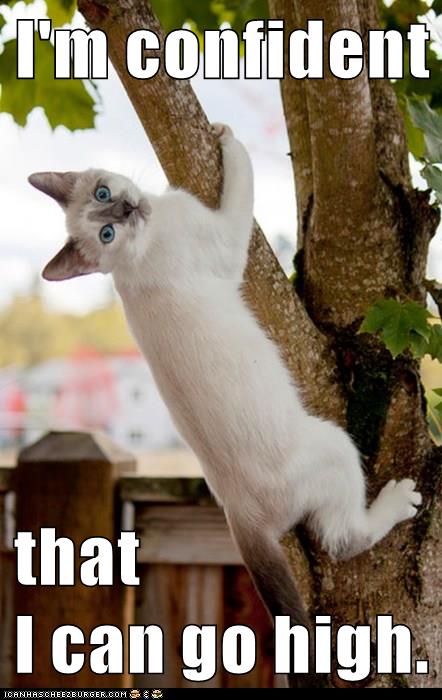cat climbs tree