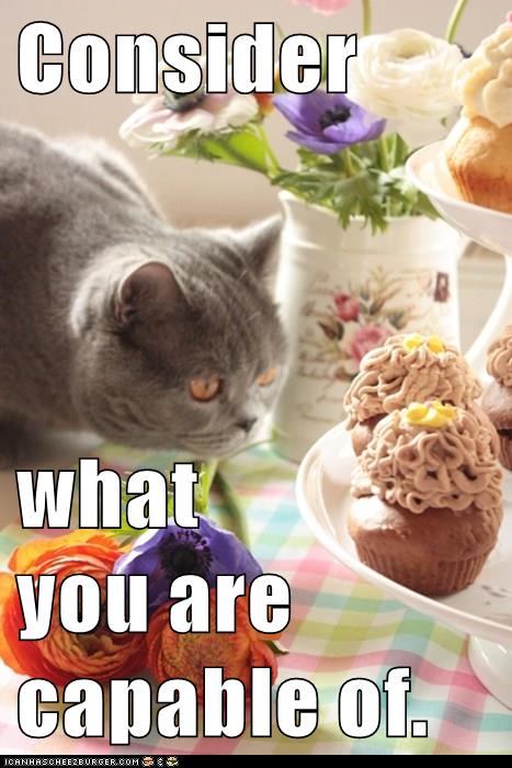 cat looks at cupcakes