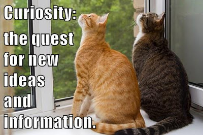 cats look out window together