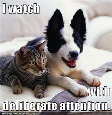 cat and dog stare intently