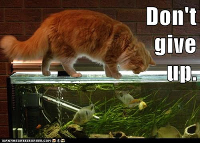 cat on fish tank