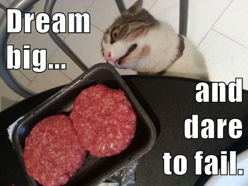cat looks at hamburger patties