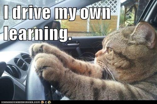 cat at steering wheel of car