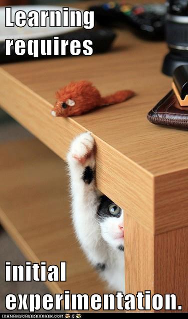 cat reaches up to find mouse toy