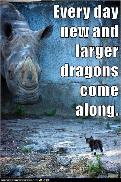kitten approaches rhino