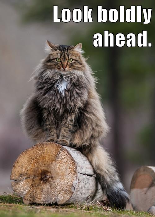 cat on log looks ahead