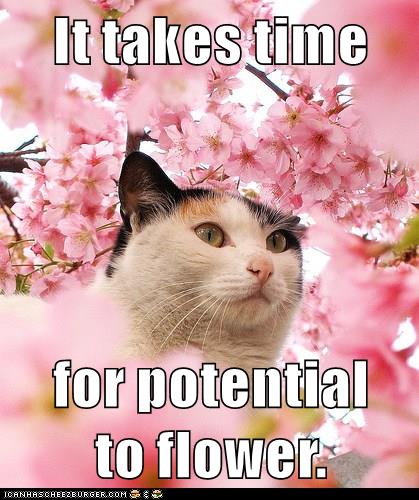 cat in flower blossoms