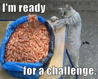 cat reaches for shrimp