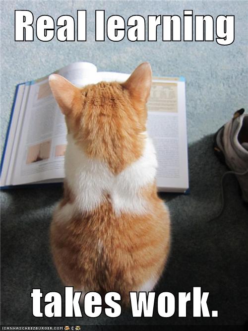 cat reads book
