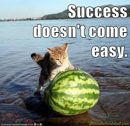 cat rolls watermelon