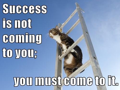 cat climbs ladder