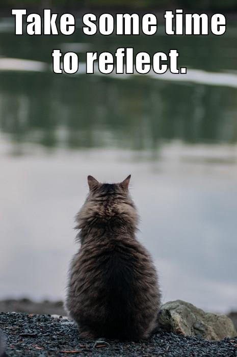 cat looks at pond