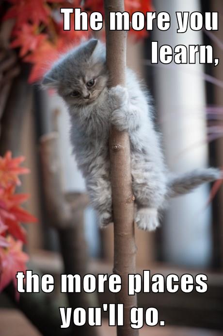 cat climbs pole