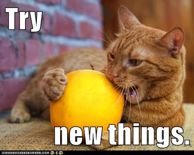 cat tries to eat orange
