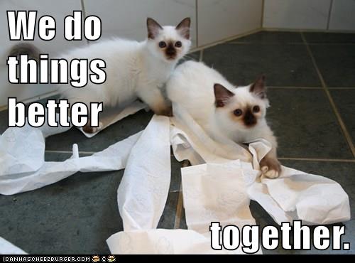 kittens play with toilet paper