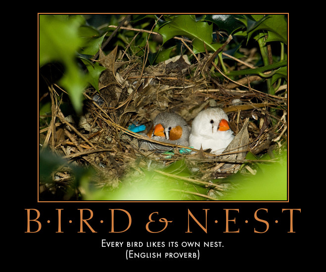 She likes birds. Every Bird likes its own Nest. Всякая птица свое гнездо любит. Иллюстрация к пословице всякая птица свое гнездо любит. Всякая птица свое гнездо любит тема.