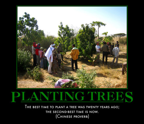 people planting trees