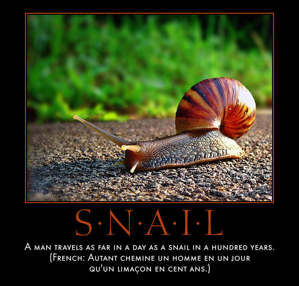 snail