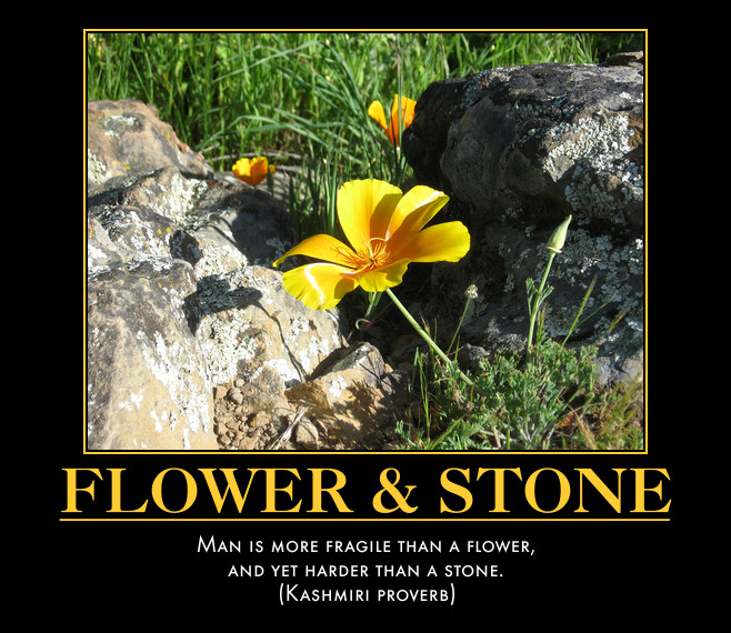 flower growing amidst rocks