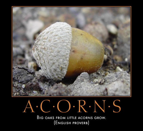 acorn