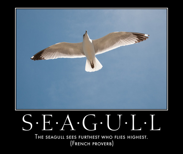 seagull in sky